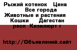 Рыжий котенок › Цена ­ 1 - Все города Животные и растения » Кошки   . Дагестан респ.,Кизилюрт г.